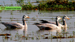 Bar-headed Geese in shallow water. Photo: Courtesy