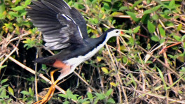 Waterhen flies vertically up.