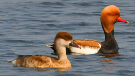 Two male Red-crested Pochards. Photo: Enam Ul Haque
