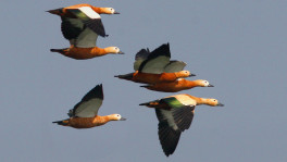 A flock of ruddy shelducks. Photo: Enam Ul Haque