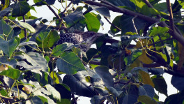 A well-hidden female Koel. Photo: Enam Ul Haque