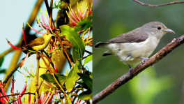 Pale-billed Flowerpecker sunning (L). Flowerpecker sitting on a twig (R). Photos: Enam Ul Haque