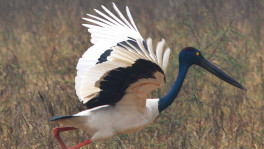 Female Black-necked Stork runs to take-off. Photo: Enam Ul Haque