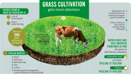 Grass Cultivation