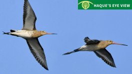 Two Godwits in a chase. Photo: Enam Ul Haque 
