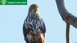 Changeable Hawk-Eagle in India. Photo: Enam Ul Haque
