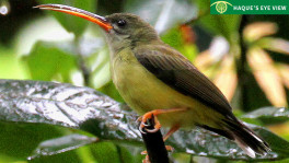 Little Spiderhunter on Banana flower. Photo: Enam Ul Haque
