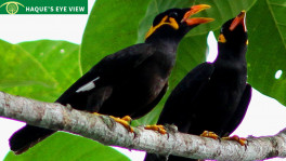 A pair of Hill Mynas. Photo: Enam Ul Haque