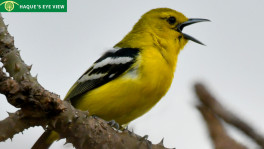 Common Iora singing. Photo: Enam Ul Haque