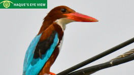 Kingfisher on overhead cable. Photo: Enam Ul Haque