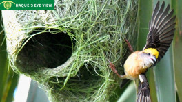 A male Baya Weaver beating wings. Photo: Enam Ul Haque 
