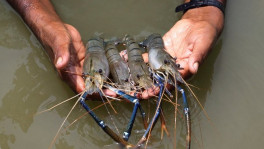Photo: Collected