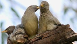 Jungle Babblers: Funny little birds casually visiting the Taj Mahal