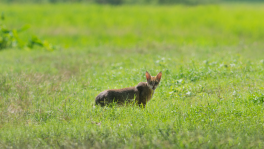 Jungle cats live in groves and thicktes rather than deep forests. This photo was taken at the outskirts of Dhaka city. Photo: Muntasir Akash