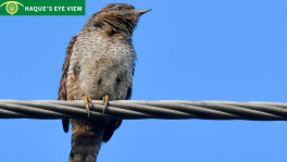 Wryneck sunning on electric cable. Photo: Enam Ul Haque