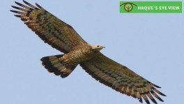 Honey buzzard soaring. Photo: Enam Ul Haque
