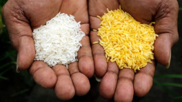 Food biotechnology often becomes a political issue, rather than a policy issue