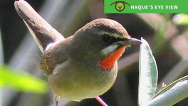 Siberian Rubythroat snapping tail. Photo: Enam Ul Haque
