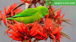 A male Hanging Parrot. Photo:Enam Ul Haque