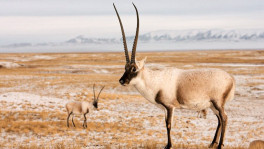 Antelpes are incredibly biodiverse across Asia and Africa. Photo: Collected