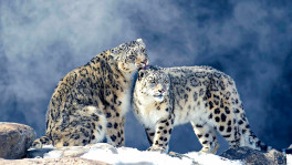 The snow leopard is the apex predator in the Himalayas. Photo: COLLECTED