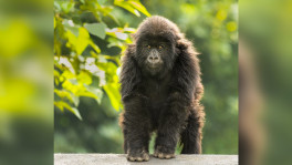 Mountain gorillas are vulnerable species, only found in the willderness. Photo: Muntasir Akash