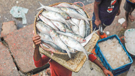 Despite the achievements of the fisheries sector, the quality of fish or fish products in Bangladesh is often a concern. photo: Mohammad Minhaj Uddin/TBS