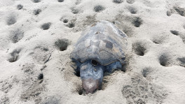 A dead turtle in Cox's Bazar beach. File Photo: TBS