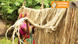 As the second largest jute producer, Bangladesh vows to resurrect the glory days of the golden fiber. Photo: TBS