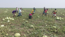 Farmers harvest watermelons on Char Kakra located in the middle of Meghna River between Lakshmipur and Bhola districts. Around 200 farmers from the same village and clan have moved on the char and will stay there for four months to produce watermelons. The photo was taken on 23 March. Photo: Sana Ullah Sanu