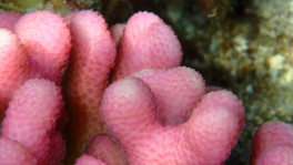 The Red Sea has unique marine habitats, including coral reefs, mangroves and sea grass beds. Photo: Mike G Rutherford