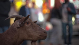 Pet goat Cocoa is seen at an intersection in Manhattan, New York, April 7, 2012.
Photo: Reuters