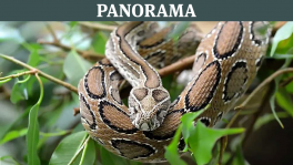 Although they can swim, Russell’s Vipers prefer dry spaces; small bushes and grass forests are their natural habitats.  Photo: Collected