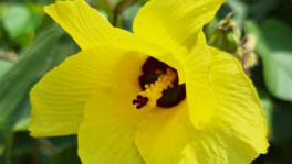 World Mangrove Day: Hibiscus tiliaceus of the Sundarbans