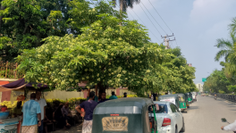 Row of lush saptaparni trees, commonly called chhatim, adorned with small white blossoms, line a three-kilometre stretch from C&amp;B Mor to Railgate in Rajshahi city. The Rajshahi City Corporation has planted 350 saptaparni trees and it is the season for the flowers to enchant people with its mildly sweet, yet addictive fragrance. This photo was taken recently in front of the Rajshahi Education Board in the Lakshmipur area. Photo: Bulbul Habib
