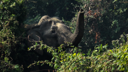 Destroying biodiversity hotspots, the Bangladeshi way