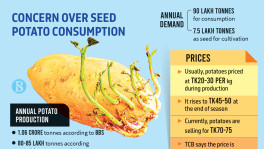 Seed potato consumption raises fears of reduced cultivation
