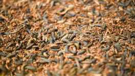 Greensect focuses on the black soldier fly (BSF), known for its high protein content and is considered an ideal candidate for sustainable feed production. Photo: Courtesy 
