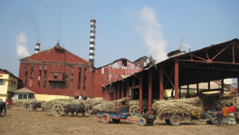 14 out of the 15 state-run sugar mills are running at a loss. Photo: BSFIC