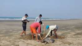 People digging soil to bury a dead turtle on Cox's Bazar beach. Photo: TBS
