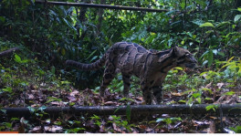 The clouded leopard is a critically endangered animal in Bangladesh. PHOTO: MUNTASIR AKASH/SUFA