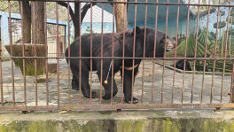 Forest Department staff dart a critically endangered Asiatic black bear for rescue from illegal captivity at Shopnopuri. Several other bears remain in similar conditions, including in zoos managed by armed forces. Photo: Abdullah AS Sadique/ Bangladesh Forest Department
