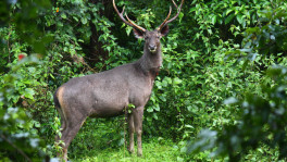 The sambar deer is critically endangered in Bangladesh. Photo: Joseph Lazer via Wikimedia Commons
