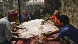 Rawhide salting at Posta in Old Dhaka on Eid-ul-Adha 2025. Photo: Rajib Dhar/TBS