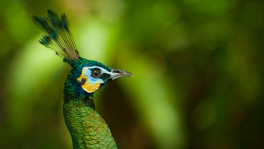 The Green Peafowl was once a Hill Tracts resident. Photo: Collected
