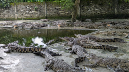 Once a day, farm workers arrive carrying baskets full of chicken, beef and fish to feed the reptiles. The still water erupts into chaos as the crocodiles thrash and snap, fiercely competing to claim their share. Photo: TBS