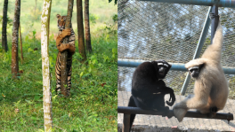 In traditional zoos, the caged animals barely have enough space to move around. On the other hand, safari parks provide animals with spaces almost as big as their natural habitats. Photos: Syed Zakir Hossain