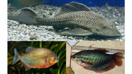 Fisheries researchers warn that snake-skin gourami is only one of several invasive species introduced into Bangladesh’s waters from aquariums. Others include sucker fish, croaking gourami, piranha, and alligator gar. Photo: Collected
