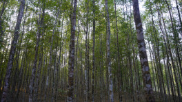 Most trees in the world lose value when they rot, but the Agar is an exception. Without rot, the tree has no market value. Photos: TBS
