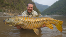 The mahseer question: Saving a fish, saving the river